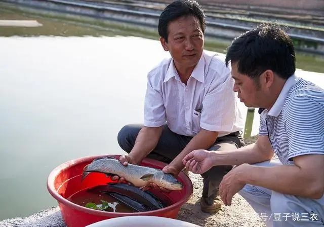 长岛黑鱼是什么鱼_长岛黑鱼的做法_长岛黑鱼养殖致富