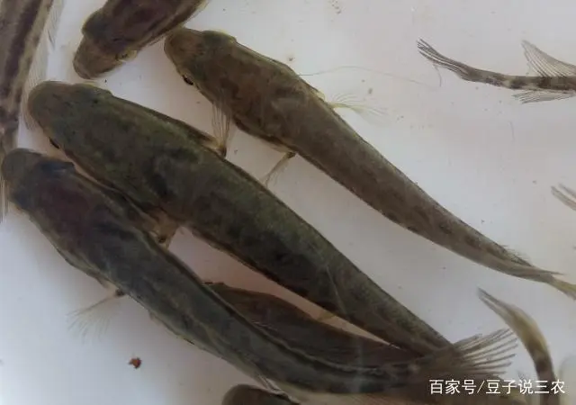 长岛黑鱼养殖致富_长岛黑鱼是什么鱼_长岛黑鱼的做法