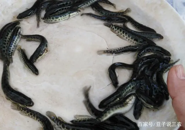 长岛黑鱼是什么鱼_长岛黑鱼的做法_长岛黑鱼养殖致富