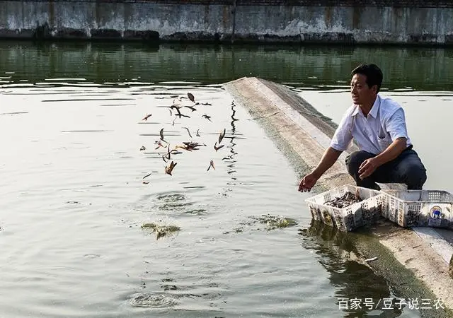 长岛黑鱼的做法_长岛黑鱼是什么鱼_长岛黑鱼养殖致富