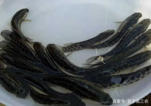 长岛黑鱼的做法_长岛黑鱼是什么鱼_长岛黑鱼养殖致富