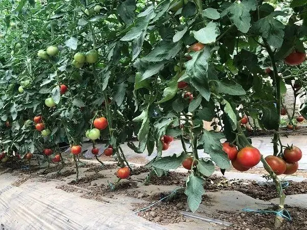番茄露天种植应该怎样管理？这几点得做到位，抓紧收藏分享