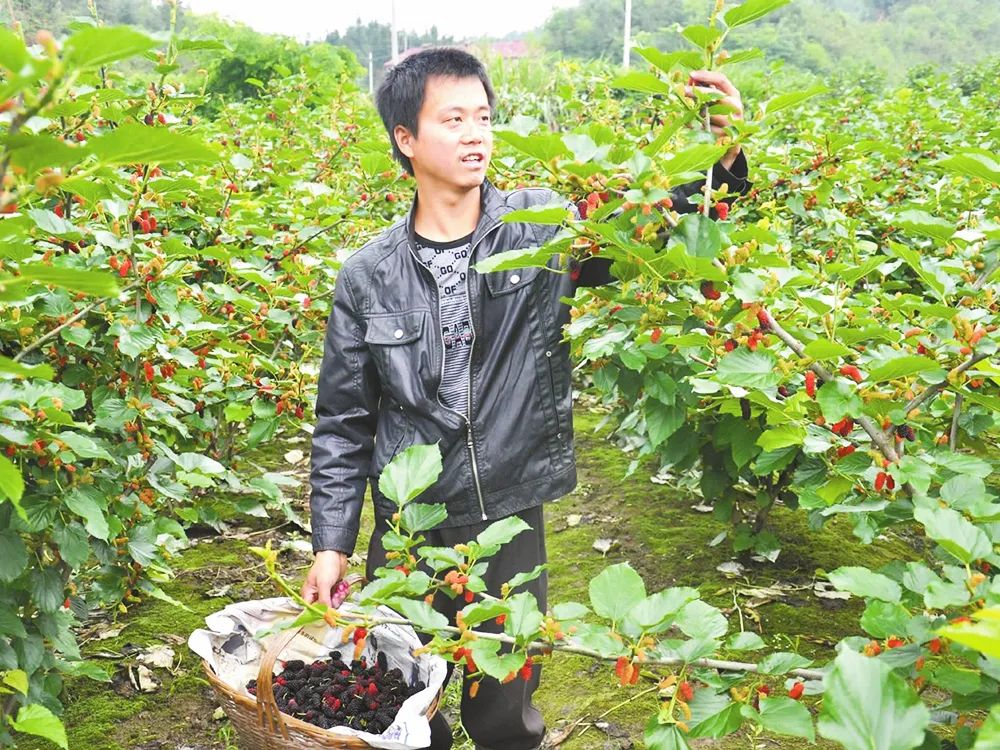 10年前长满山没人要，如今成热门种植，10元一斤，值得种植吗？