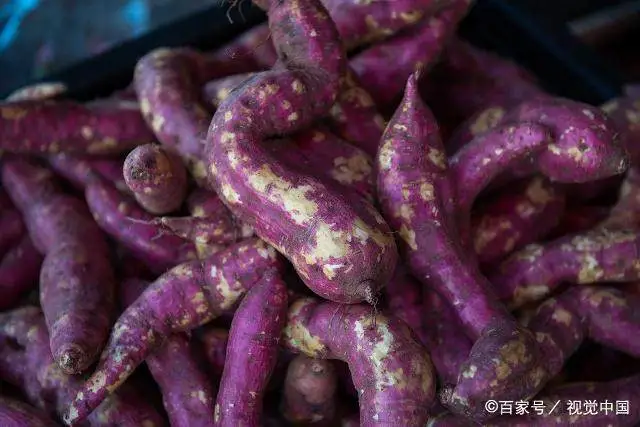 致富种植地瓜怎么样_地瓜种植利润_地瓜种植致富吗