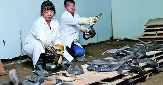 千泽花商桦是明桦吗_致富经林华_致富经卢桦