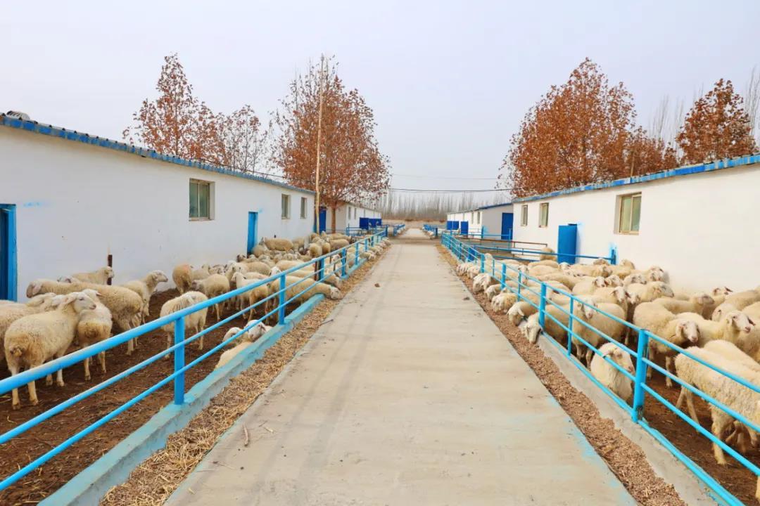 湖羊养殖前景如何_湖羊生态养殖模式_湖羊养殖技术简介