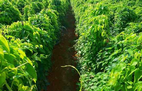 山药种植技术及田间管理方法