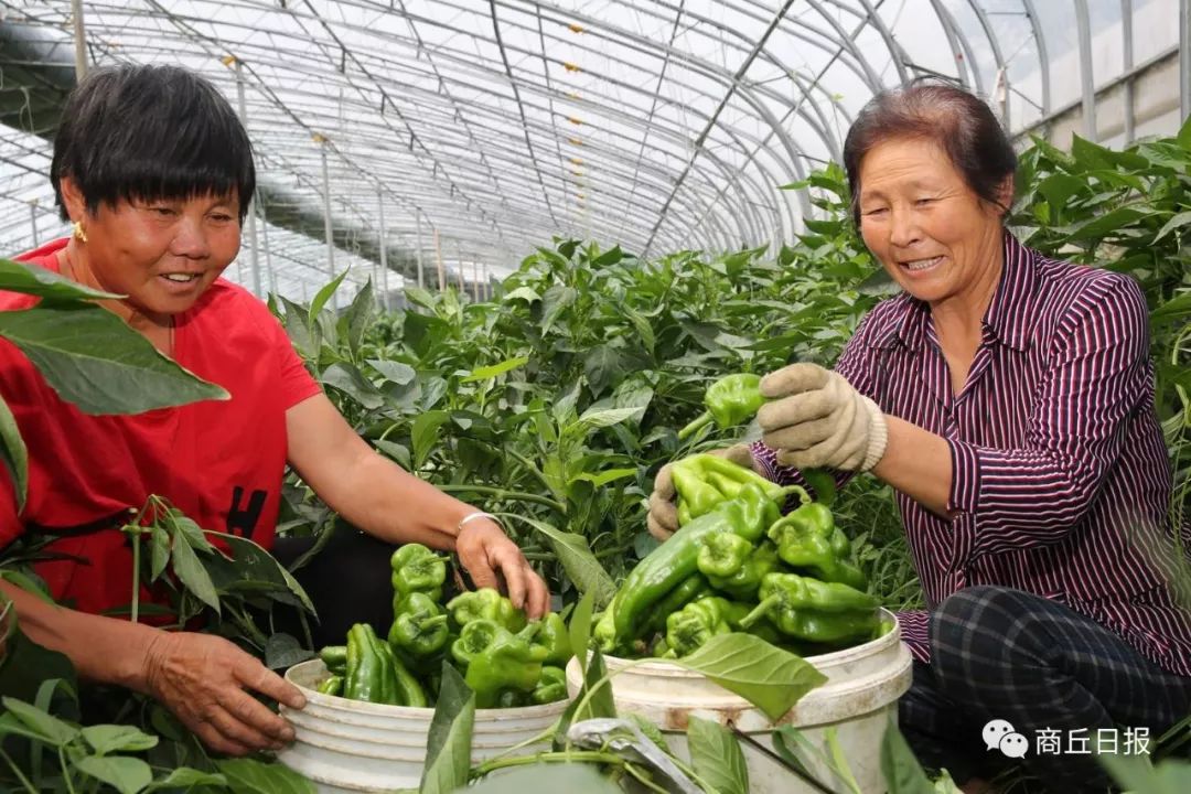 大棚致富项目_大棚种植致富事迹_大棚种植致富新路