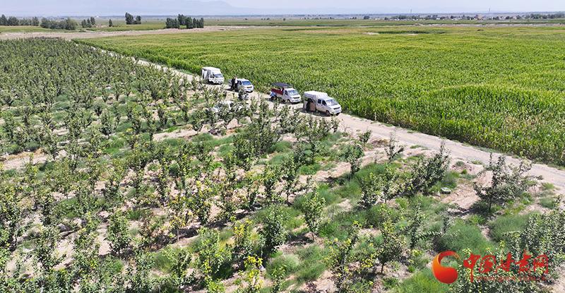 民乐：特色林果让群众搭上“致富快车”