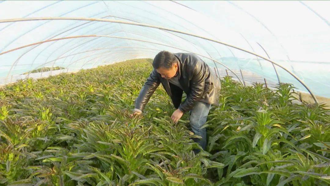 种植大棚带领村民致富_大棚种植致富新路_致富经大棚种菜技术