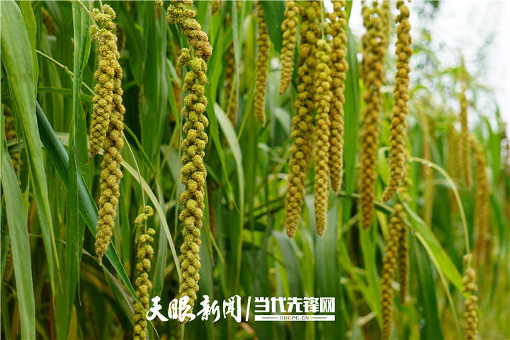辣椒种植致富采访_辣椒种植产业扶贫_辣椒种植报道