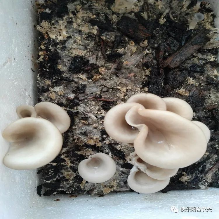种植蘑菇技术_松树蘑菇种植技术_蘑菇种植技术培训包教包会