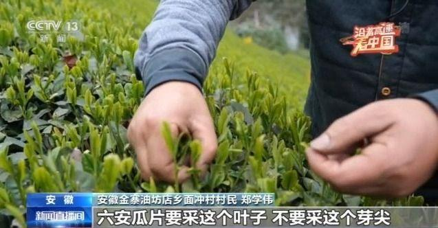 种植天麻致富故事_致富经种天麻_致富种植天麻故事简介