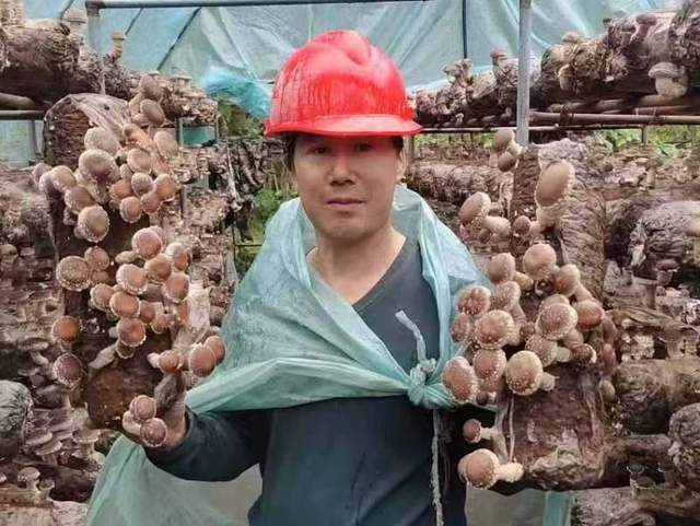 白河县冷水镇：乡贤回乡种香菇 拓宽村民致富路