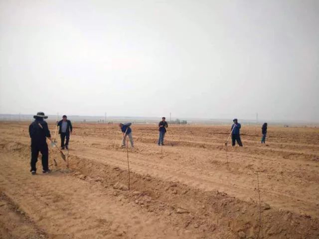 龙丰果种植技术_龙丰果树的栽培及管理_龙丰果树苗